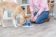 prod1000-dog_32053-9.png