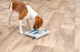 prod1000-dog_32029-3.png
