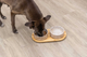 prod1000-dog_24829-2.png