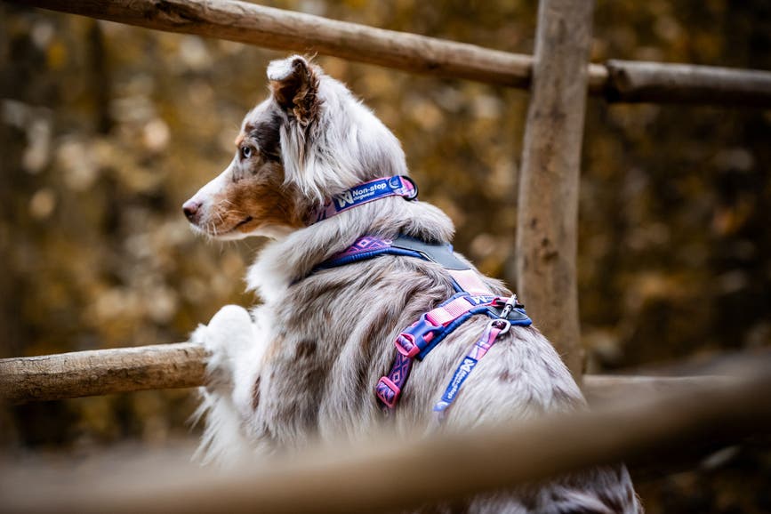 trail_quest_collar_rp_setting_2.jpg