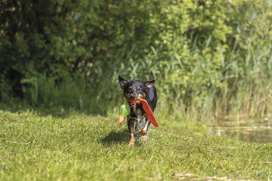prod1000-dog_36207-2.png