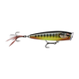 Gilded Tilapia