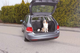 prod1000-pho_pro_dog_1318-2.png