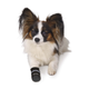 prod1000-dog_clip_19470-19472-1.png