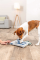 prod1000-dog_32029-7.png
