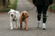 trail_quest_leash_rp_setting_5.png