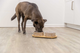 prod1000-dog_24829-1.png