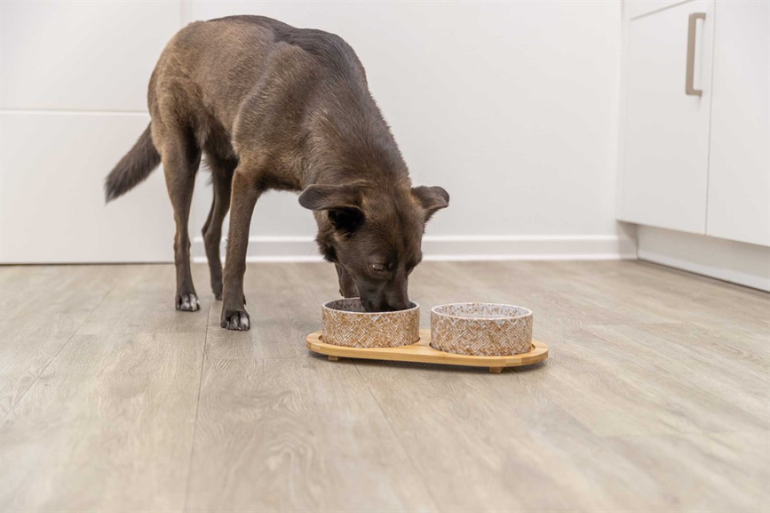 prod1000-dog_24829-1.png