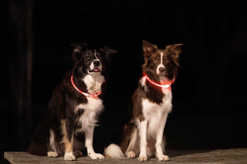 prod1000-_bordercollie-flame-jessy-safer-life-7.png