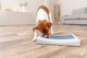 prod1000-dog_32051-12.png
