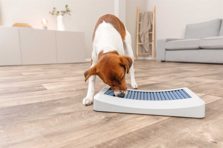 prod1000-dog_32051-12.png