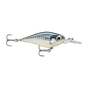 Baby Aspius