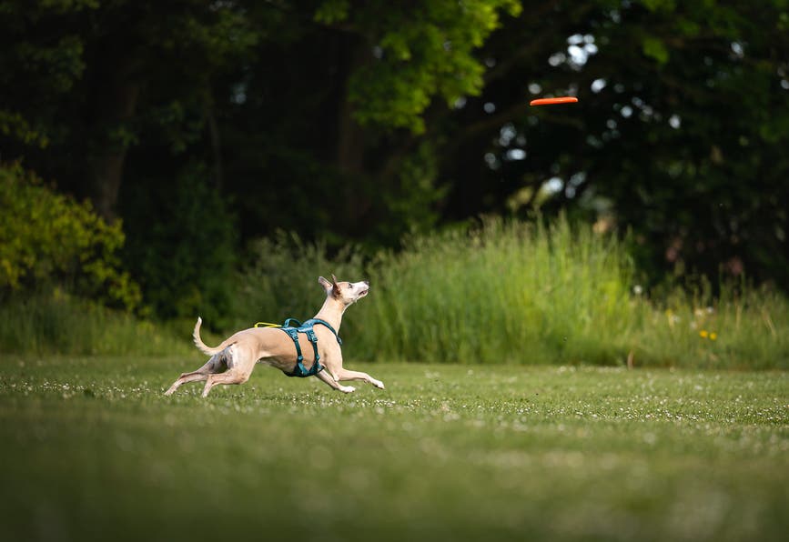 flying_disc_setting_3.jpg