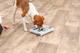 prod1000-dog_32029-4.png