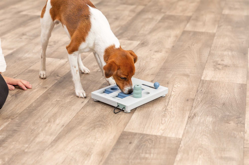 prod1000-dog_32029-4.png
