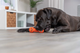 prod1000-pro_dog_35251-3.png