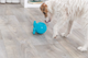 prod1000-dog_34933-3.png