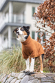 prod1000-australianshepherd-emma-sweatshirt-citystyle.png