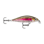 Live Brown Trout