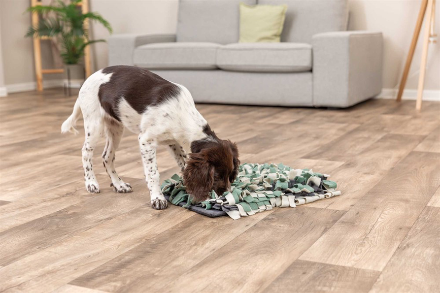 prod1000-dog_32037-9.png