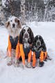 @thenordicspaniels.jpg