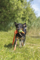 prod1000-dog_36207-3.png