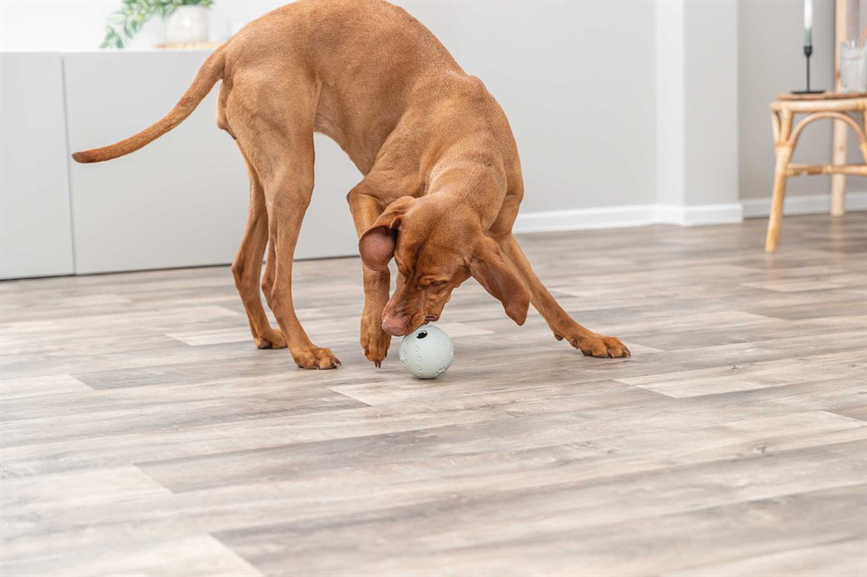 prod1000-dog_34942-4.png