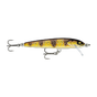 Gilded Mediterranean Trout
