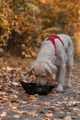 trekking_bowl_setting_1.png