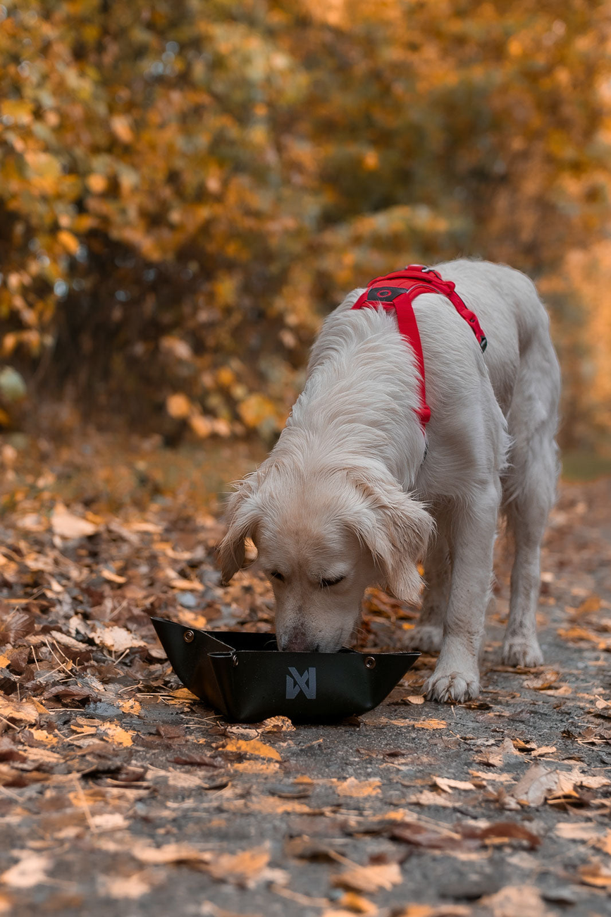 trekking_bowl_setting_1.png