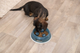 prod1000-dog_25032-7.png