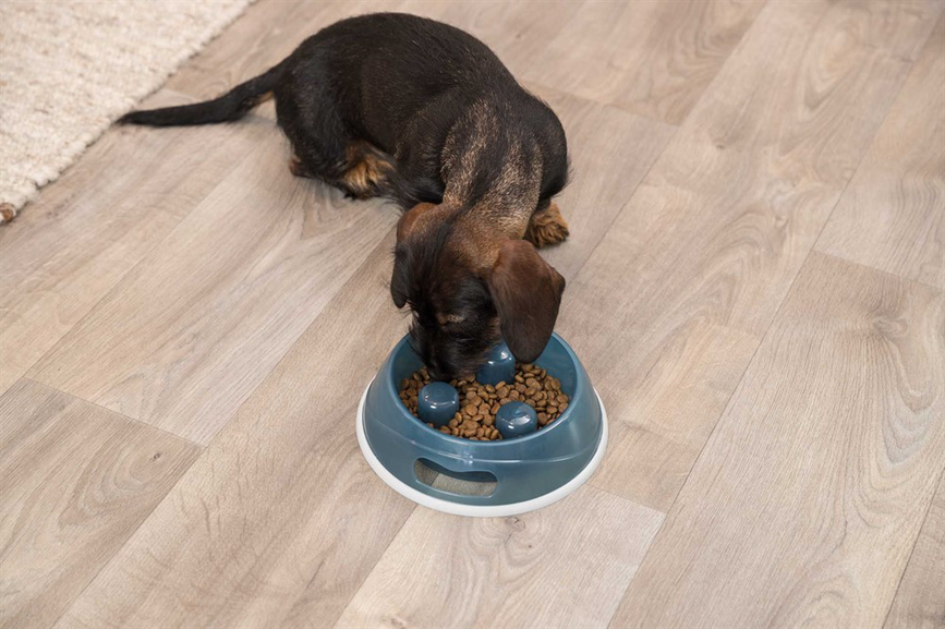 prod1000-dog_25032-7.png