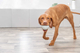 prod1000-dog_34942-2.png
