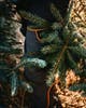 5809-135-41_Pinewood.jpg