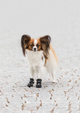 prod1000-dog_19460-19461-2.png