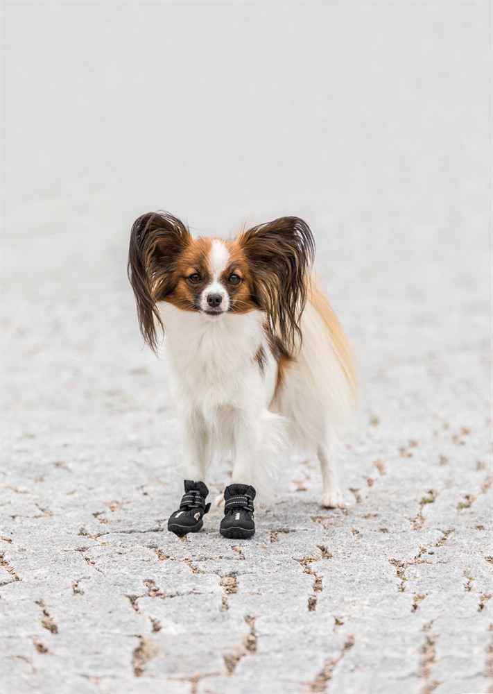prod1000-dog_19460-19461-2.png