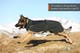 wool_dog_jacket_setting_2.jpg
