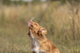 prod1000-dog_35699-1.png