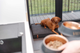 prod1000-mage_dog_benordic-vizsla-denny-liegt-matratze-kueche-1.png