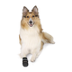 prod1000-dog_clip_19473-19474-1.png