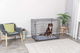 prod1000-dog_39305-2_.png