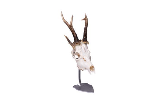 AL260511_2_Alces_Troféställ_Rådjur.jpg