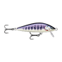 Gilded Iwana