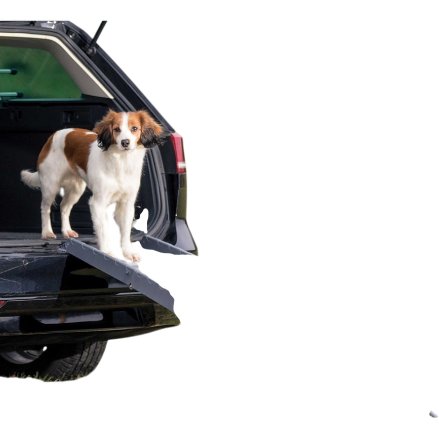 prod1000-pro_dog_39476-3.png