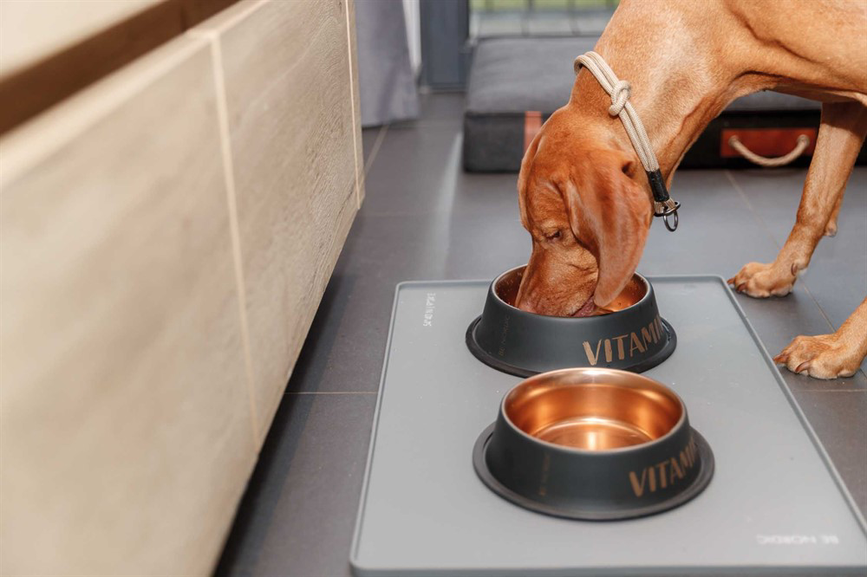 prod1000-mage_dog_benordic-vizsla-denny-frisst-kueche-1.png