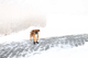 prod1000-dog_19460-2.png