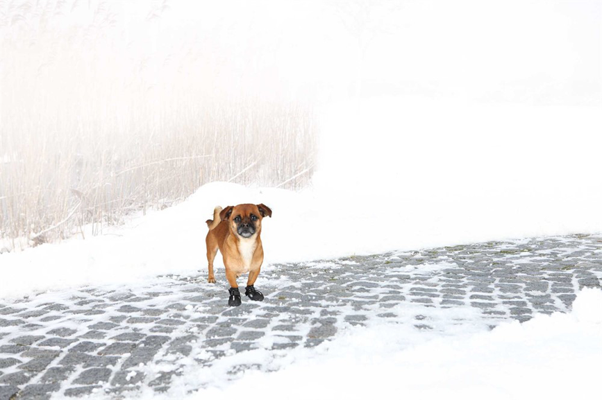 prod1000-dog_19460-2.png