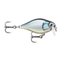 Baby Aspius