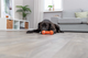 prod1000-pro_dog_35251-2.png