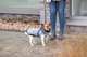 prod1000-jackrussellterrier-nieke-geschirrmantel-pontis-stadt.png